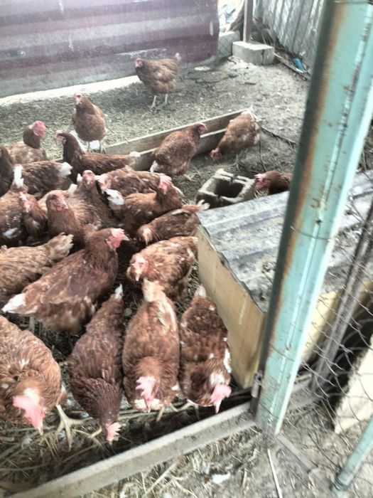 Куры несушки/курица