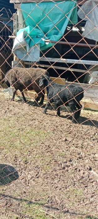 Продаются бараны