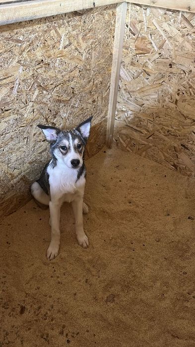 Отдам в добрые руки