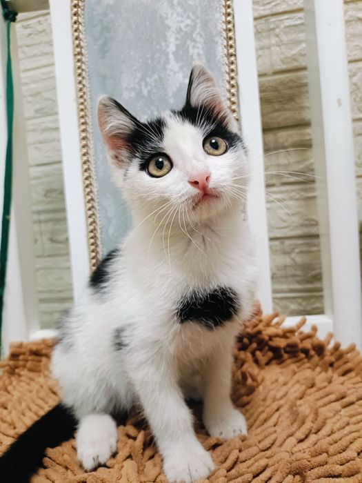 Отдам Котёнка в добрые руки