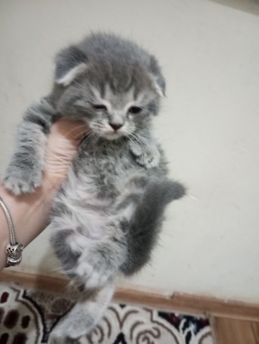 Продаются котята 500000 тыс сум вислоухие скоттиш фолд