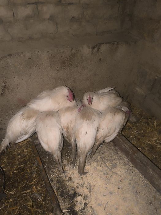 Продавам бял лехоран петли