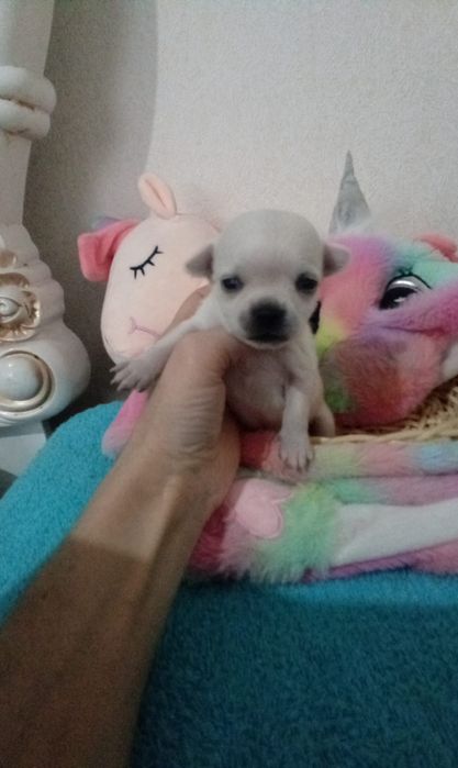 Готовы к брони малыши Чихуахуа