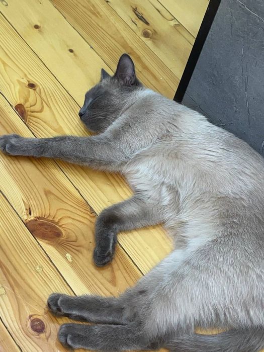 Katta egri chiziqli qiz