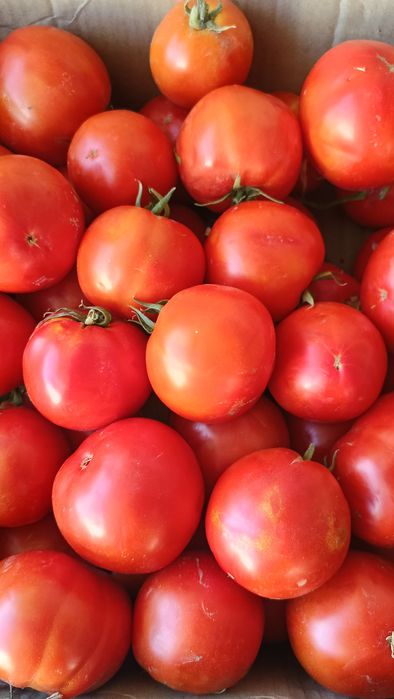 Продам помидоры сорт Бобкат