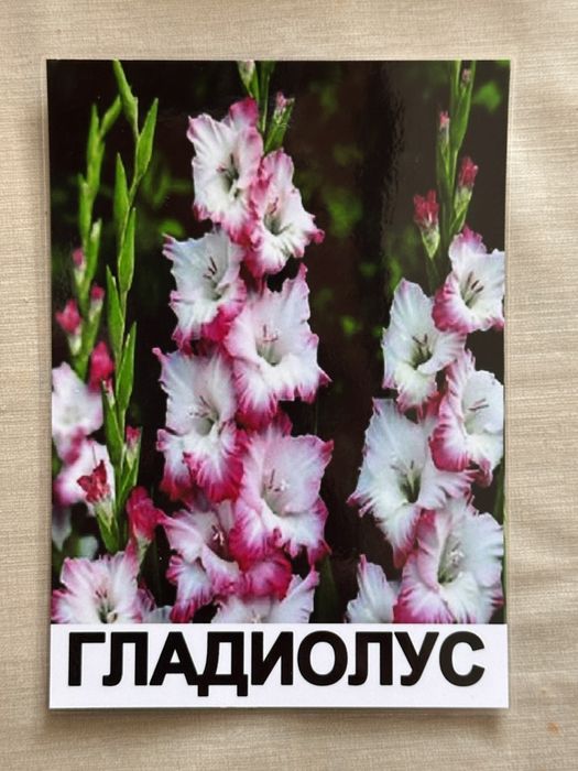 Куставые розы сорт20+