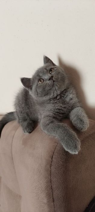 Franceska Jaimes ishtirokidagi HD porno onlayn