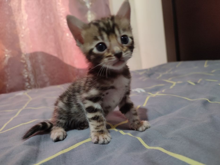 Бенгальские котята