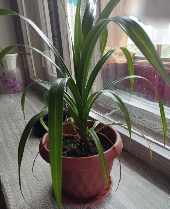 Комнатные  цветы