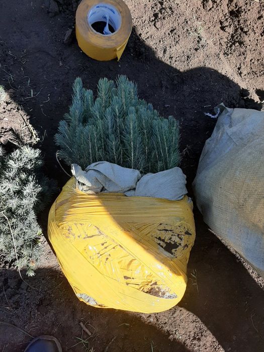 Голубая Ель сенсалари сотилади Селбериский нави Мовий оқ арча 3 йиллик