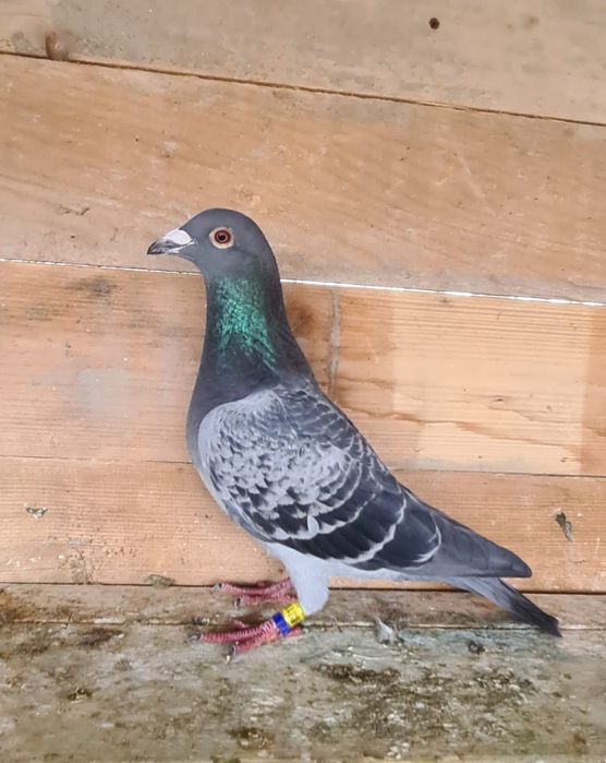 Disponibil doi mascul pentru doritori!