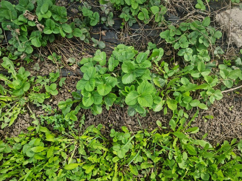 Клубника сортовая