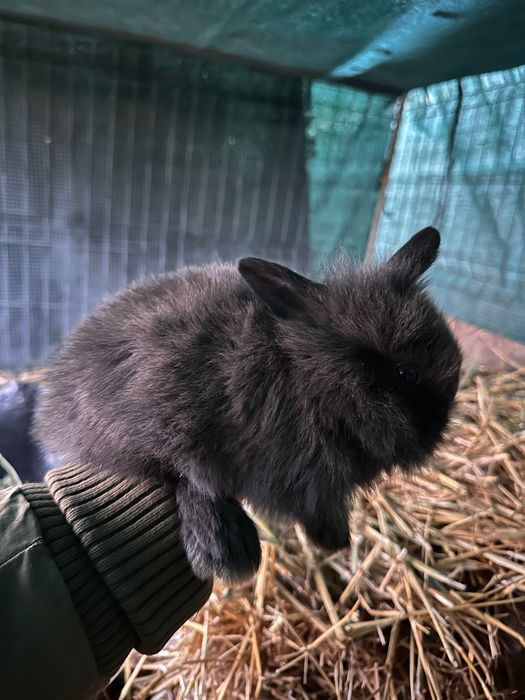 Vând Pui iepure pitic