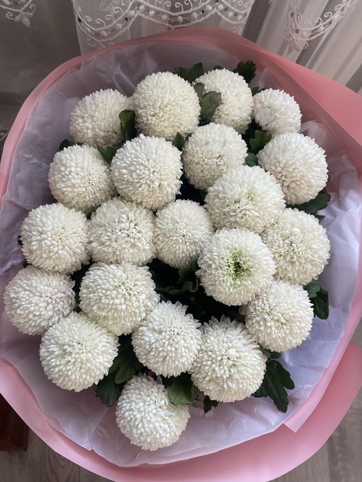 Продам цветы момоко