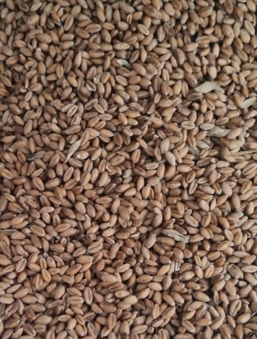 Grau de vanzare -productie proprie 2025