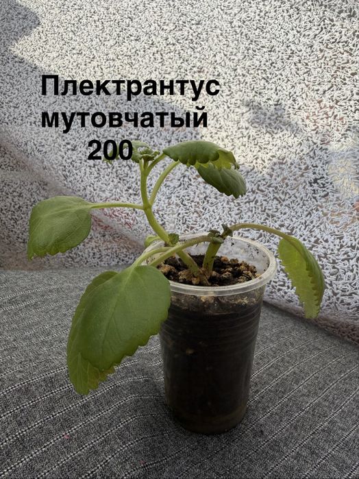 Комнатные цветы.