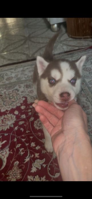 Шоколадная голубоглазка