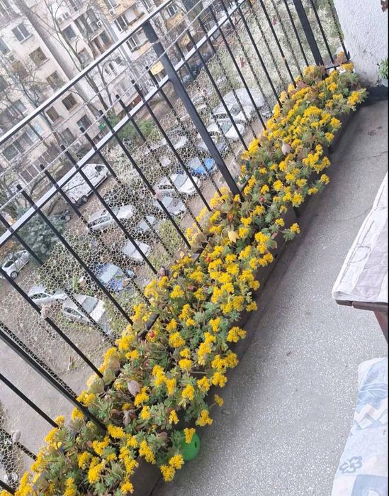 Продавам сукуленти