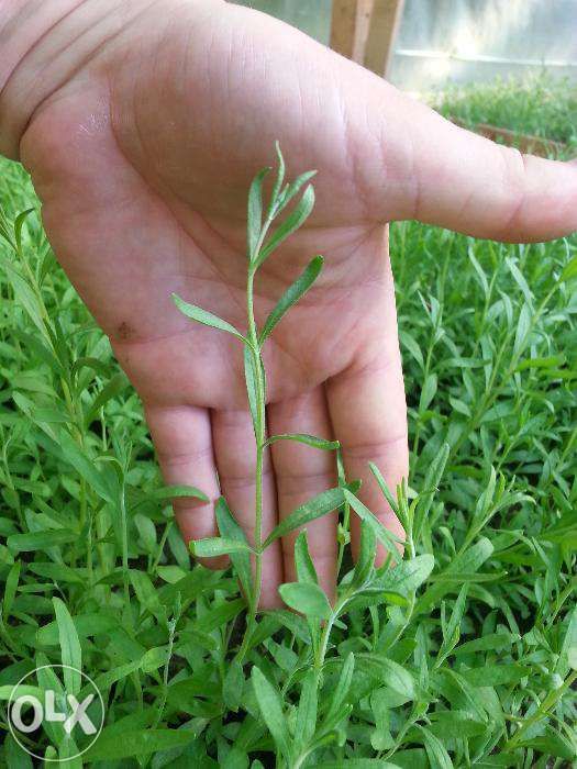Seminte Lavanda Officinale