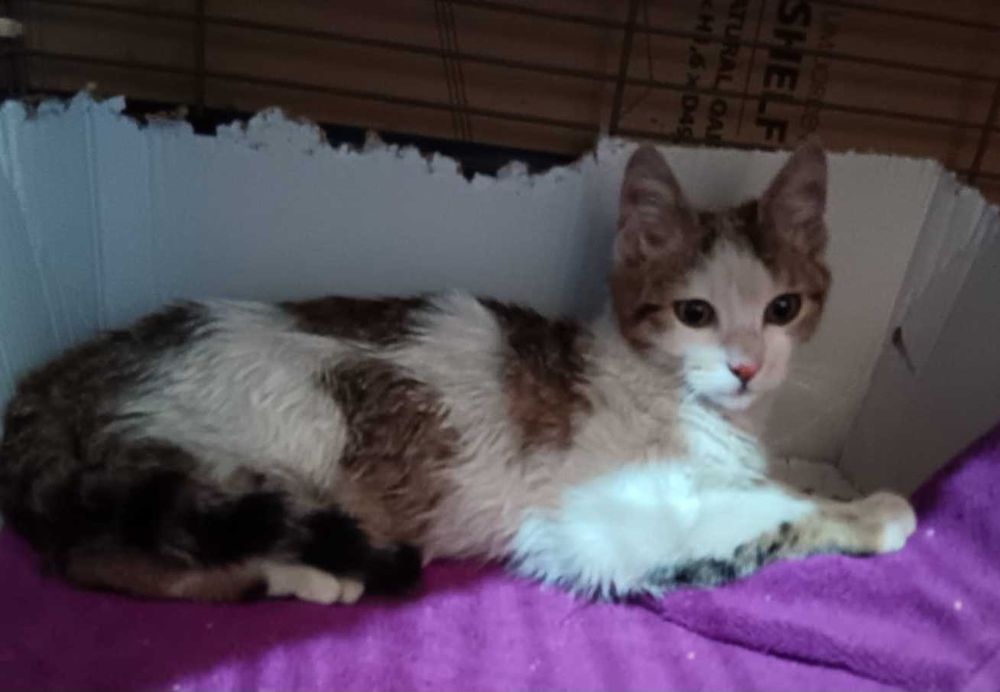 Adoptie pui de pisica fete