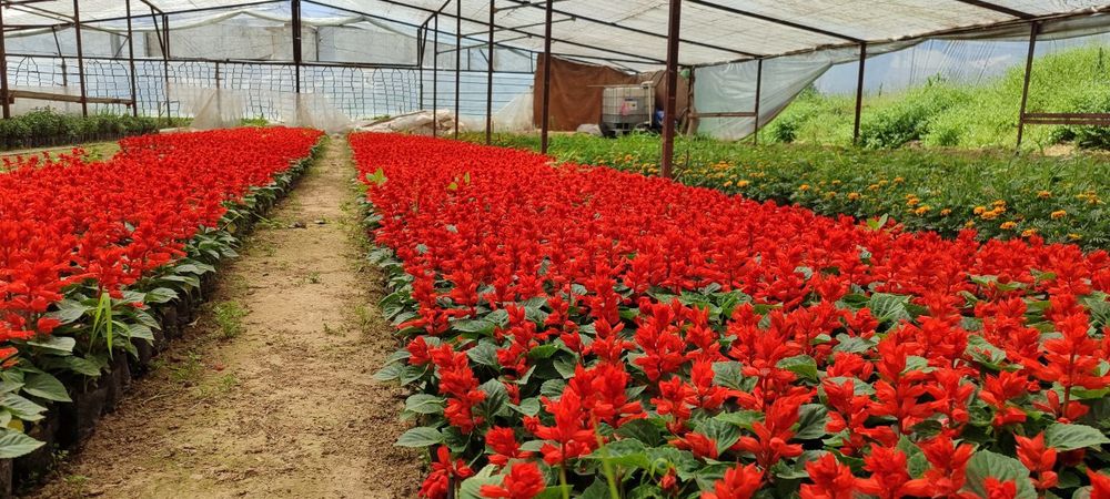 Salvia zakaz olamiza