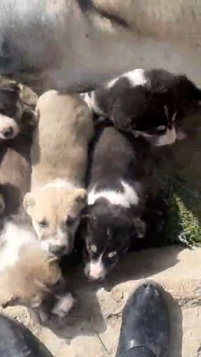 Төбет күшіктер сатылады