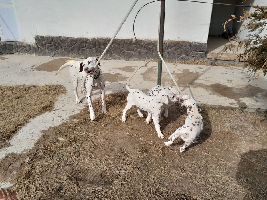 Далматинец күшіктер сатылады