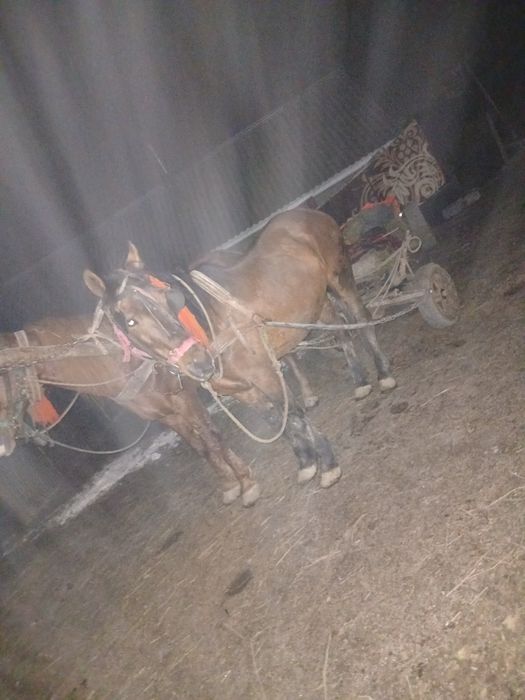 Cal de vânzare Maxut