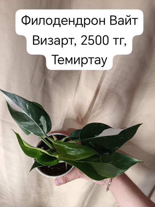Продам комнатные цветы большой выбор
