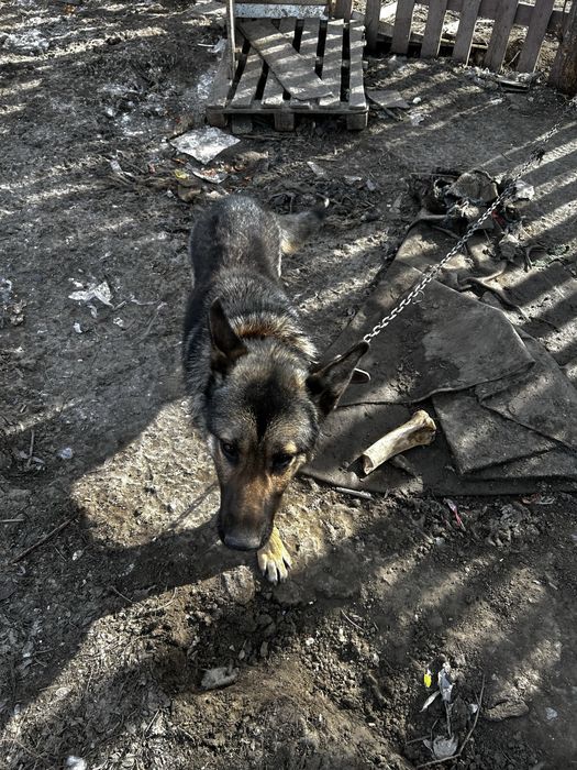 Овчарка сатылады