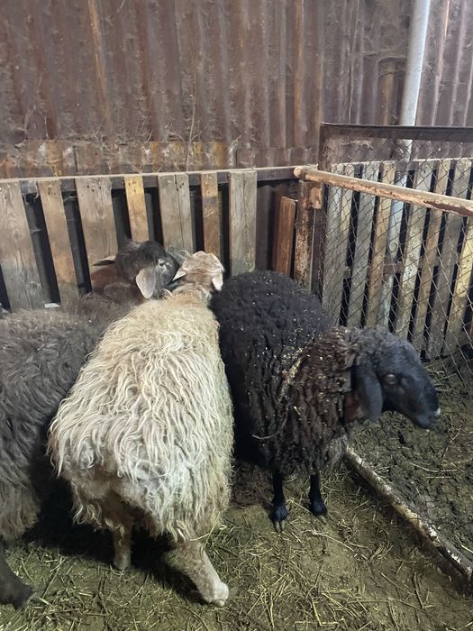 Откормда тұрған қойлар