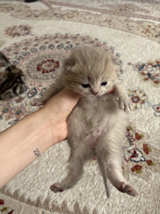 в бронь чисто кровные британские