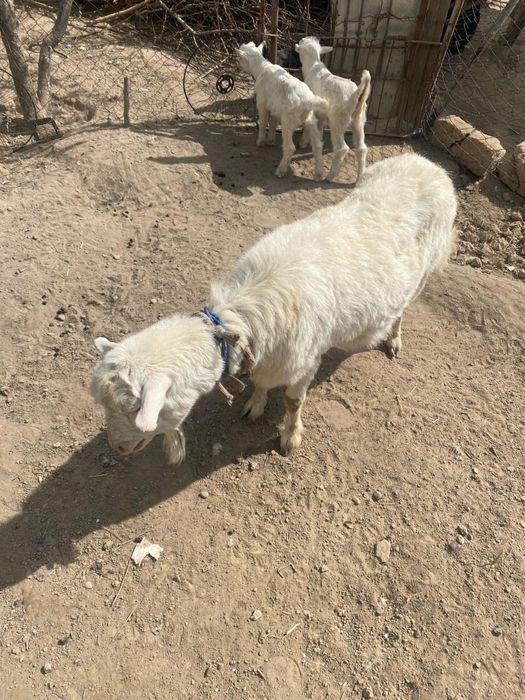 Ешкы сатылады (продается ) лактарымен