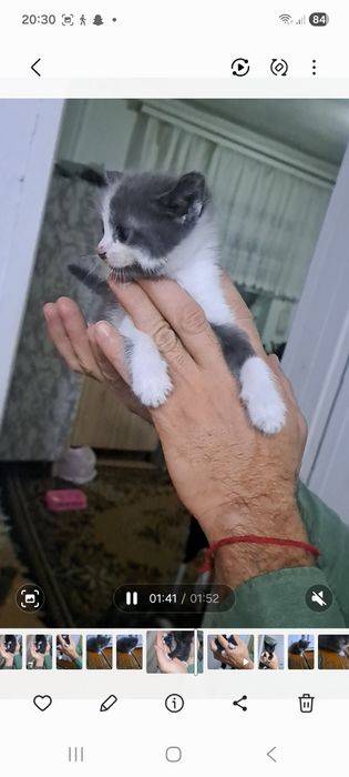 Котята отдам даром