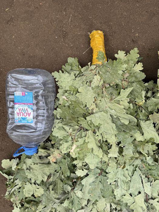 Продам веники дубовые