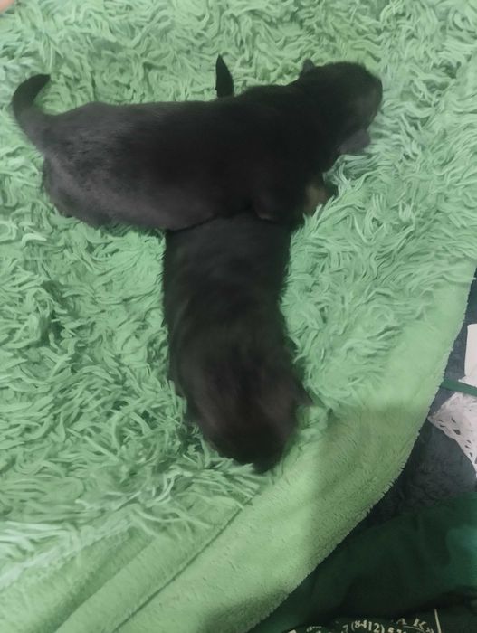 Продажа щенков немецкой овчарки