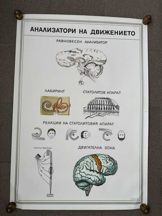 Учебни Медицински Плакати Постери