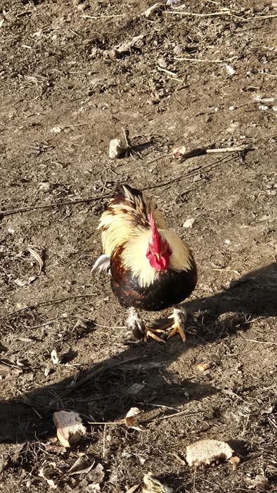 Vând găini si cocoșei pitici