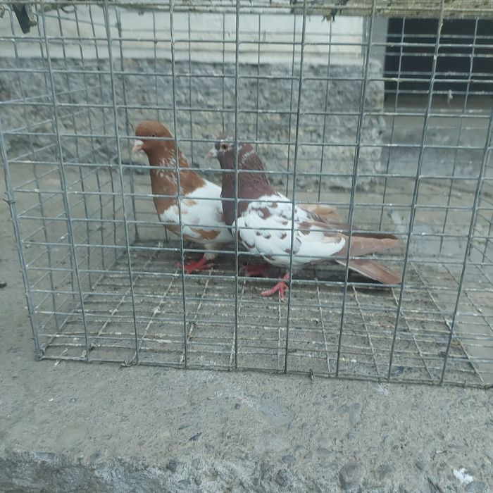 Наваты пара гатовый лет с игрой