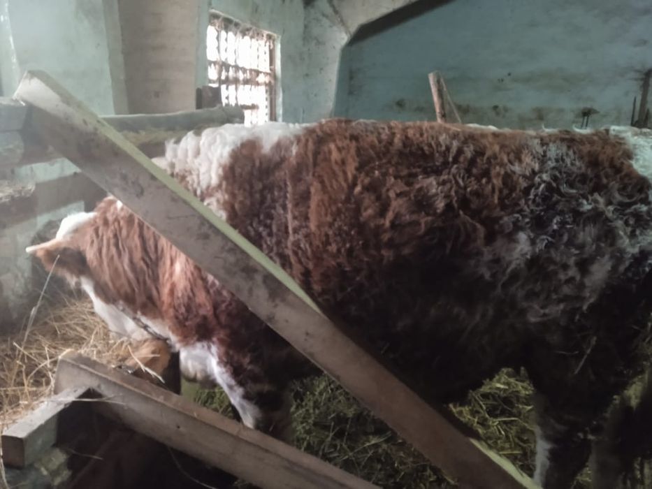 Продам быков Симментальской породы