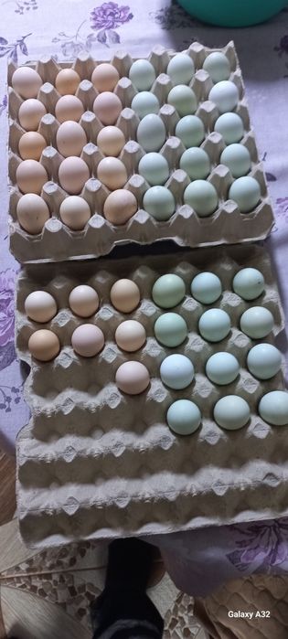 Oua                .