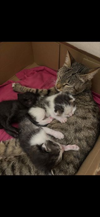 В добрые руки котята