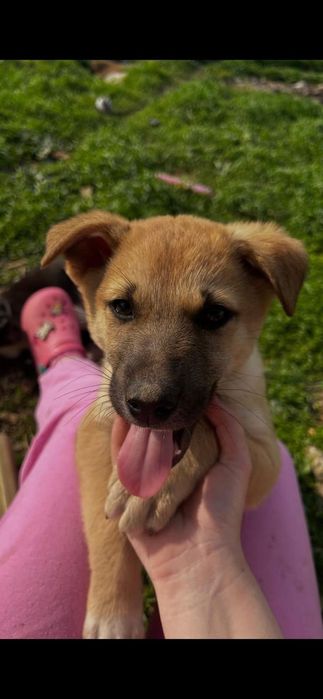 Catei spre adoptie, 2 fetite si 2 baietei