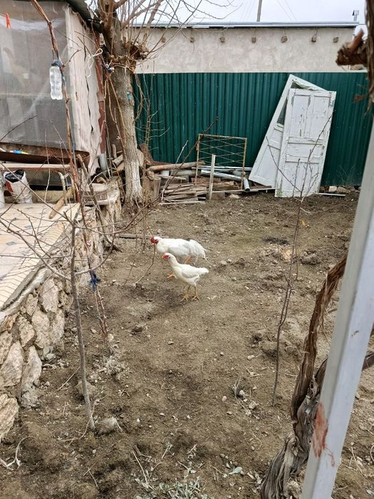 Даканг ок товук ва хуроз тухуми сотилади.