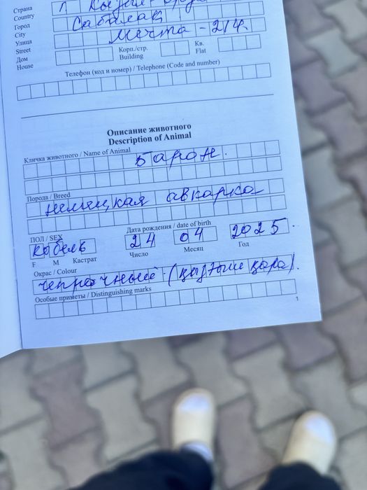 Продам немецкую овчарку