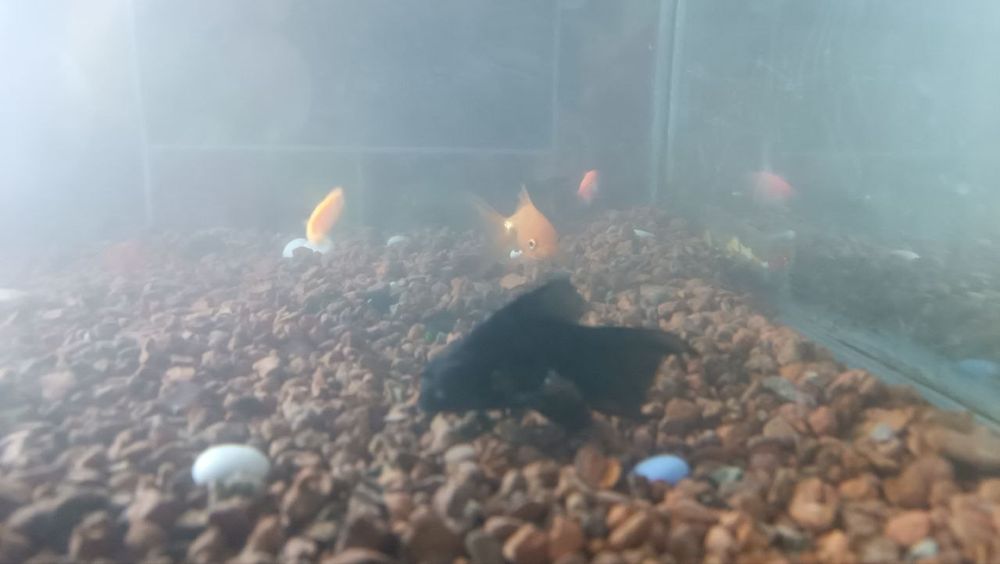 Akvarium baliqlar uchun