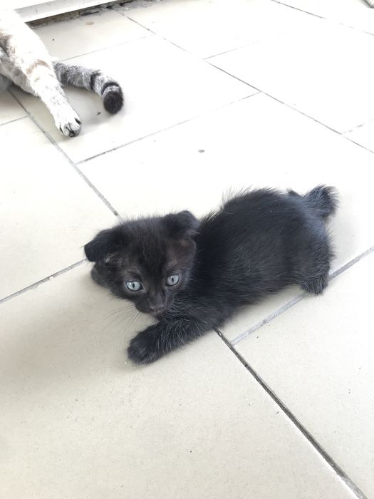 Продам вислоухих котят
