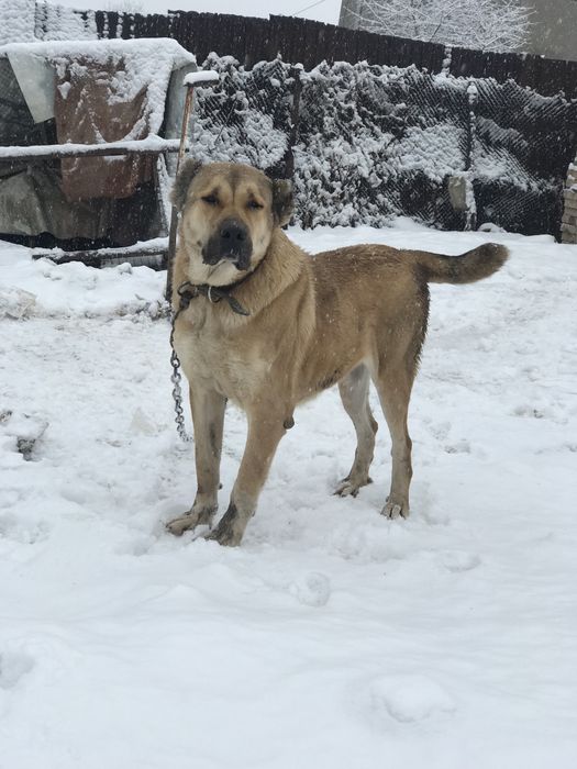 продам алабая