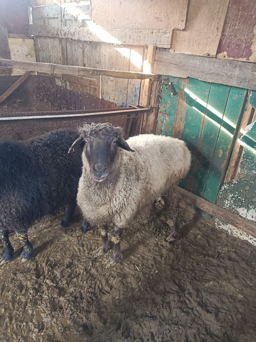 Койлар сатылады.