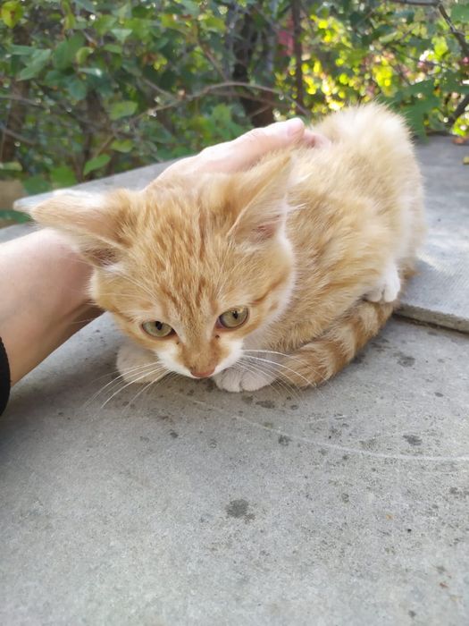 Котенок в добрые руки
